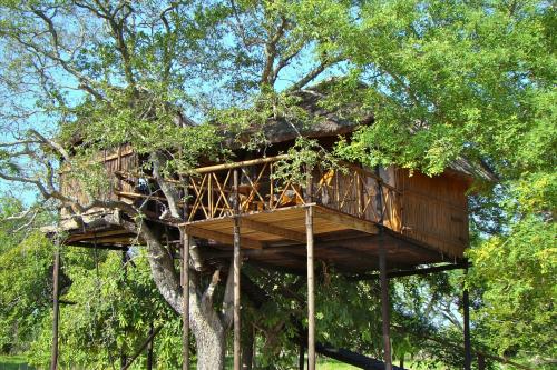 Pezulu Tree House (12)